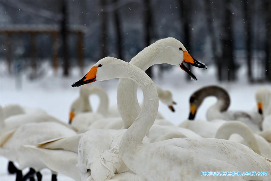 Cisnes no Pantano do Rio Amarelo