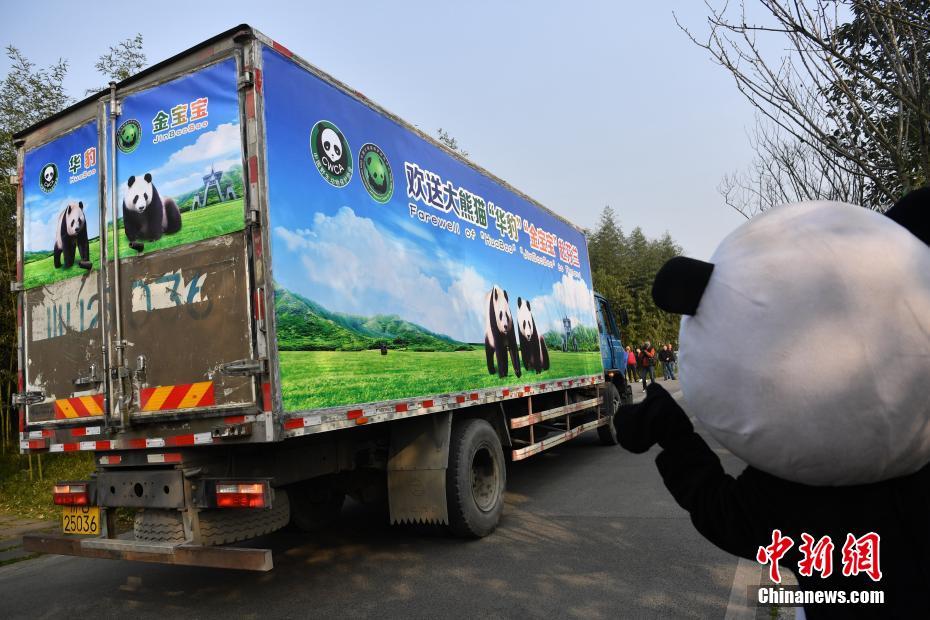 Casal de pandas vai à Finlandia para projeto de pesquisa de 15 anos