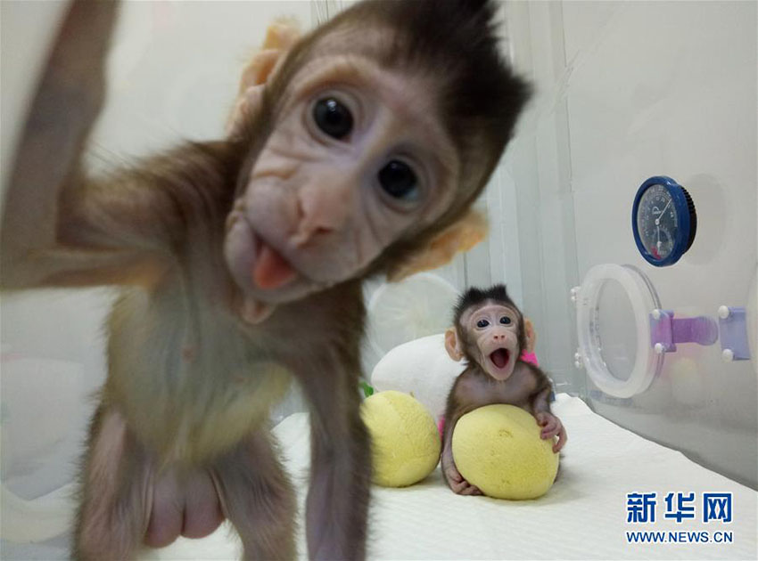 Importante descoberta de clonagem de macacos garante esperan?a contra doen?as humanas