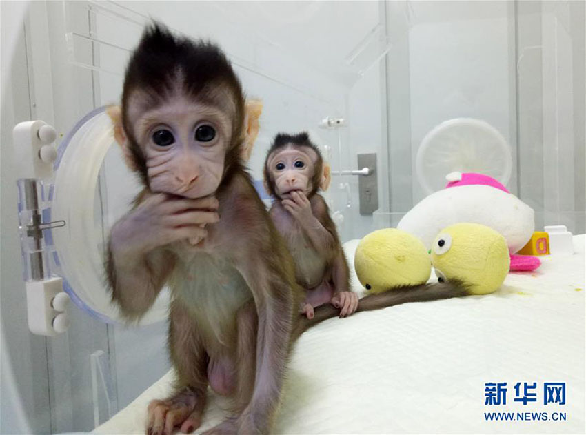 Importante descoberta de clonagem de macacos garante esperan?a contra doen?as humanas