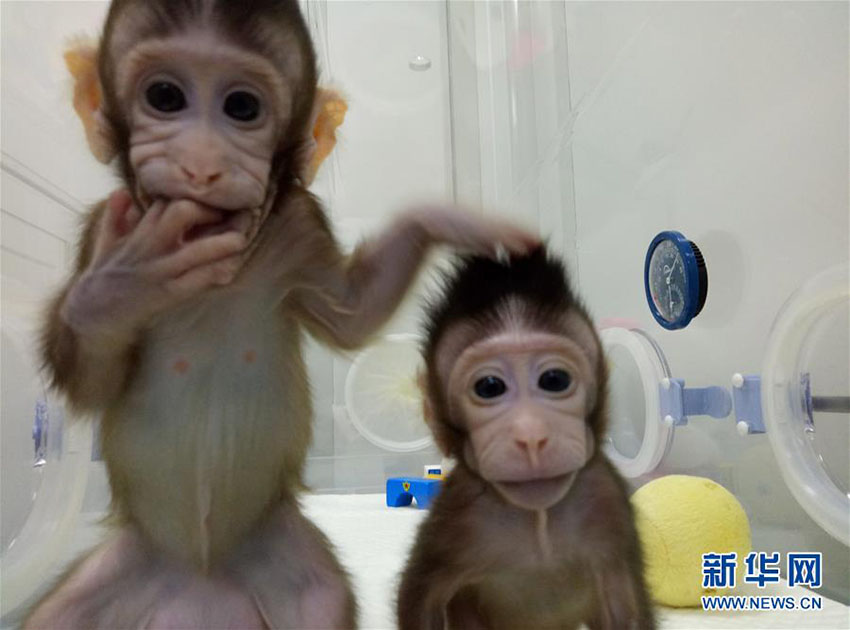 Importante descoberta de clonagem de macacos garante esperan?a contra doen?as humanas