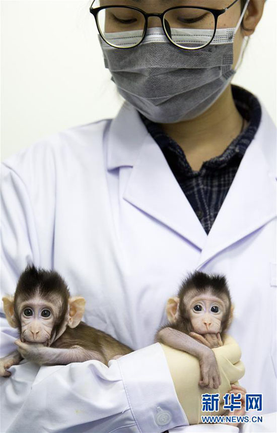 Importante descoberta de clonagem de macacos garante esperan?a contra doen?as humanas