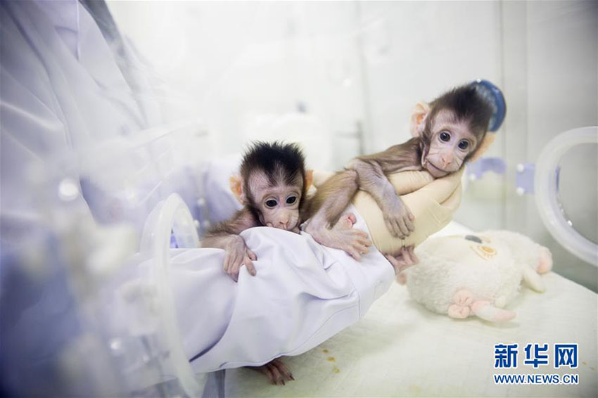 Importante descoberta de clonagem de macacos garante esperan?a contra doen?as humanas