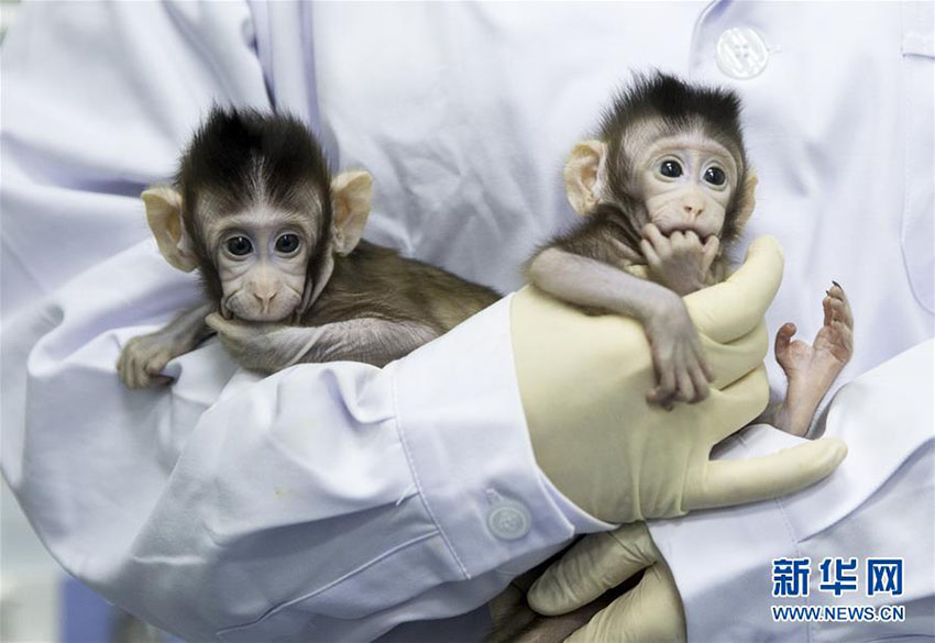 Importante descoberta de clonagem de macacos garante esperan?a contra doen?as humanas