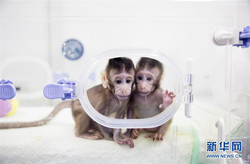 Importante descoberta de clonagem de macacos garante esperan?a contra doen?as humanas