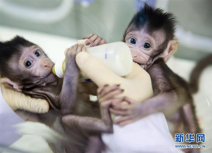 Importante descoberta de clonagem de macacos garante esperan?a contra doen?as humanas