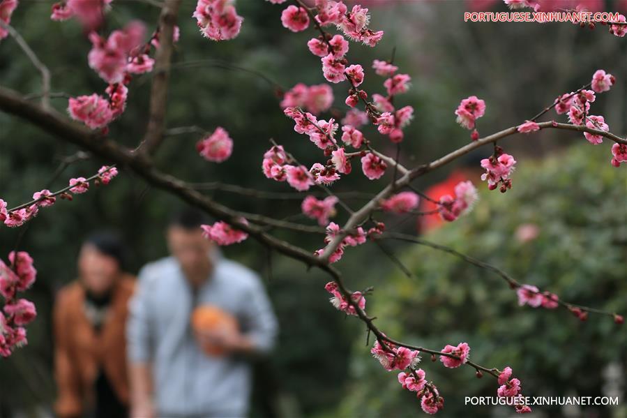 Flora??o de ameixeiras anunciam chegada da primavera na China