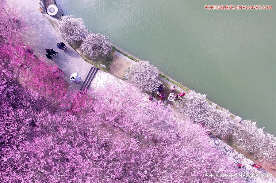 Flora??o de ameixeiras anunciam chegada da primavera na China