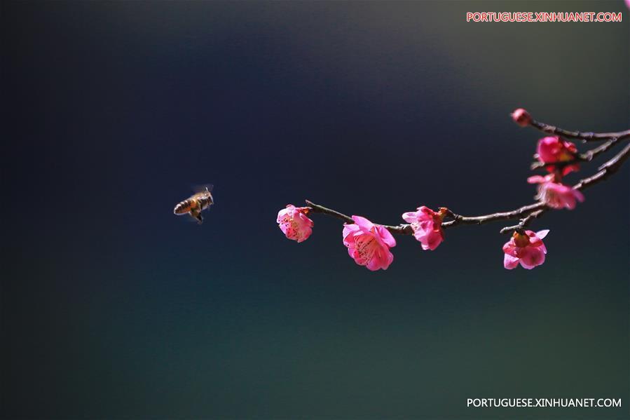 Flora??o de ameixeiras anunciam chegada da primavera na China