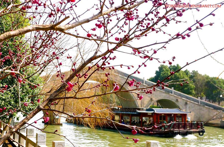 Flora??o de ameixeiras anunciam chegada da primavera na China