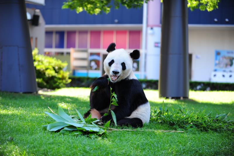 Panda gigante distinguido com prêmio de “melhor animal” no Jap?o