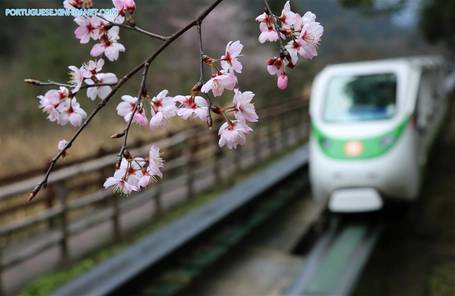 Esta??o das flores transforma paisagens na China