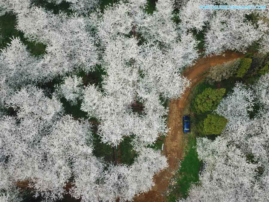 Cerejeiras em flora??o em Guizhou