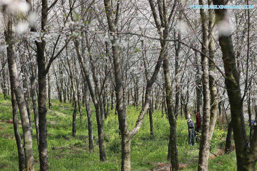 Cerejeiras em flora??o em Guizhou