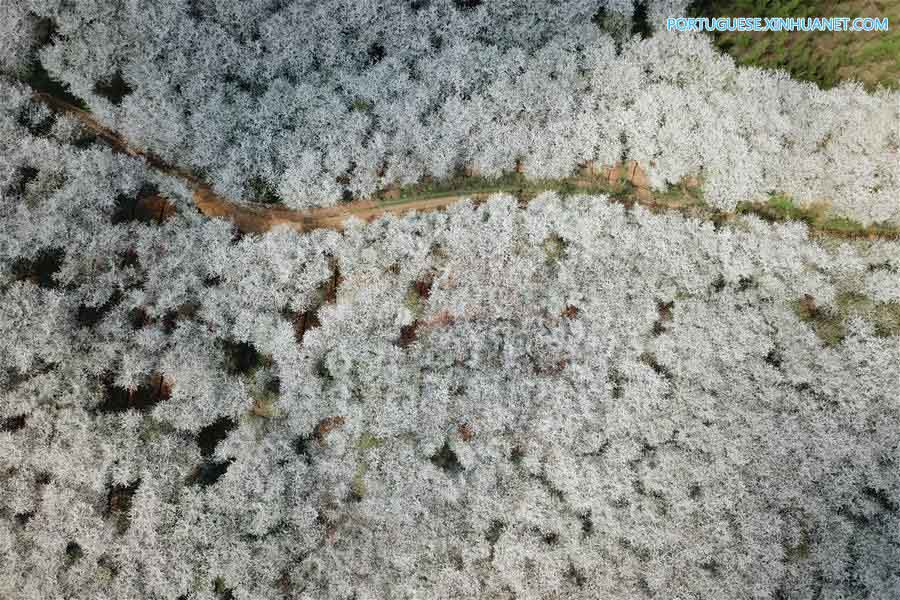 Cerejeiras em flora??o em Guizhou
