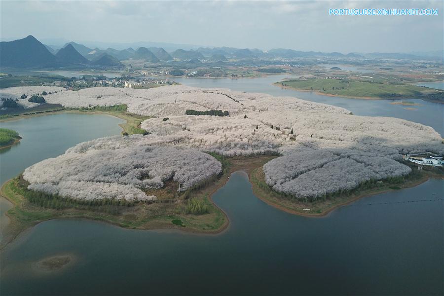 Cerejeiras em flora??o em Guizhou