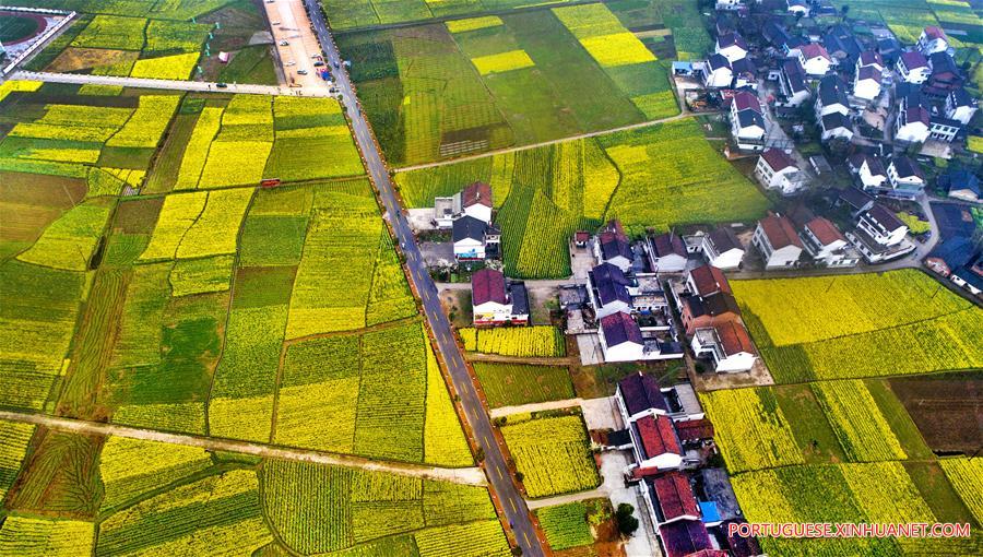 Campos de trigo e canola em flora??o em Shaanxi