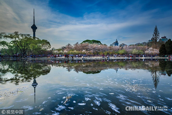 Galeria: Conhe?a os melhores lugares para apreciar as flores de cerejeira na China