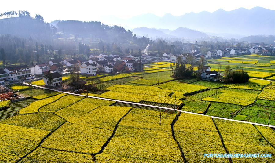 Campo de canola em flora??o em Shaanxi, noroeste da China