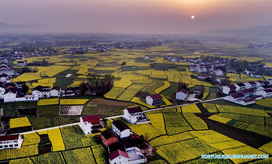 Campo de canola em flora??o em Shaanxi, noroeste da China