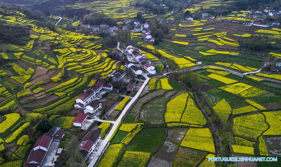 Campo de canola em flora??o em Shaanxi, noroeste da China