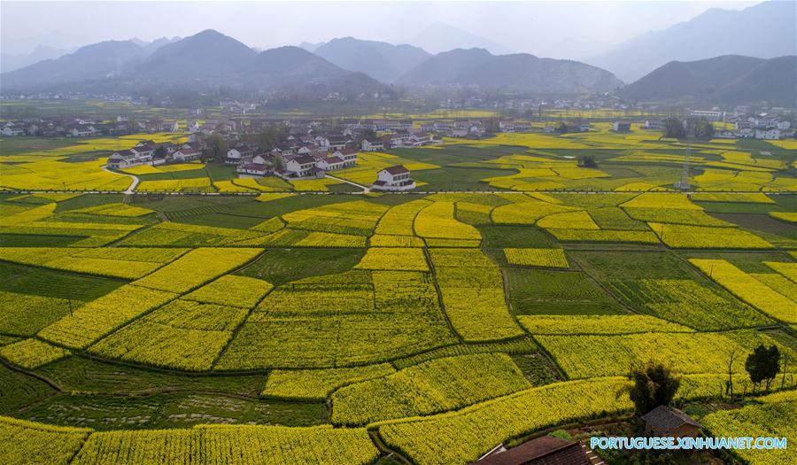 Campo de canola em flora??o em Shaanxi, noroeste da China