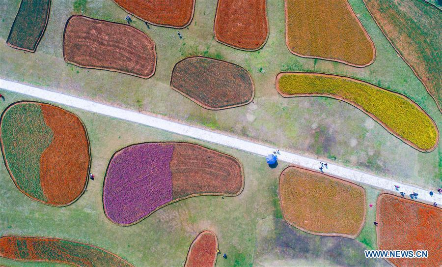 Galeria: Turistas saem de casa para apreciar flores em toda a China
