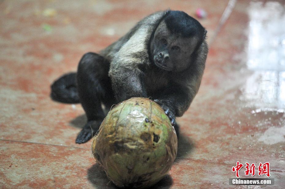 Macaco com express?es faciais como humanas fica popular em redes sociais chinesas