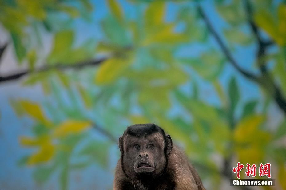 Macaco com express?es faciais como humanas fica popular em redes sociais chinesas