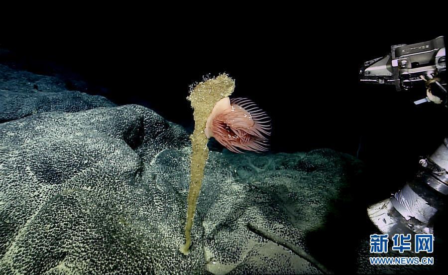 Galeria: Navio de pesquisa chinês enviado para expedi??o a montes submarinos