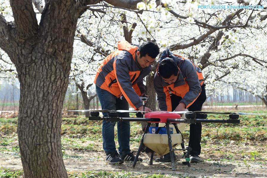 Drones usados para poliniza??o no norte da China