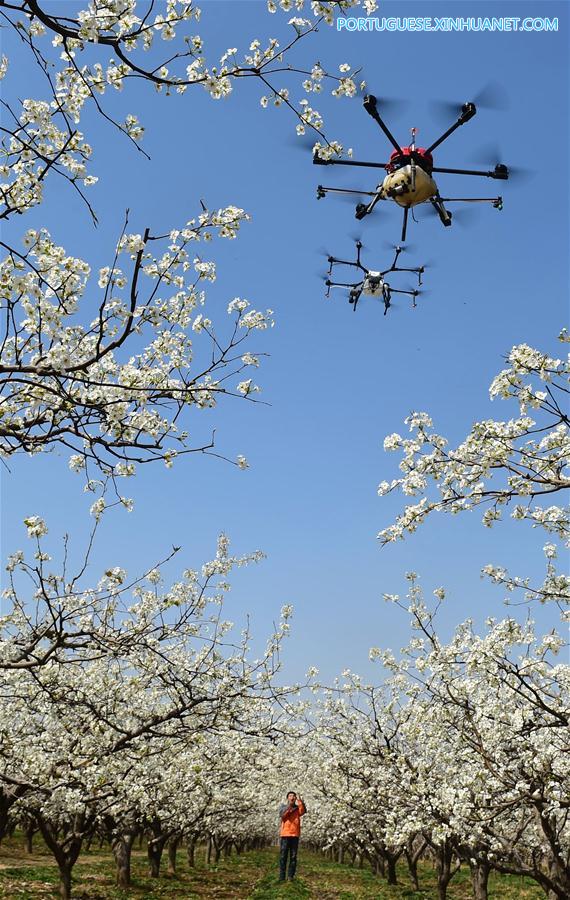 Drones usados para poliniza??o no norte da China