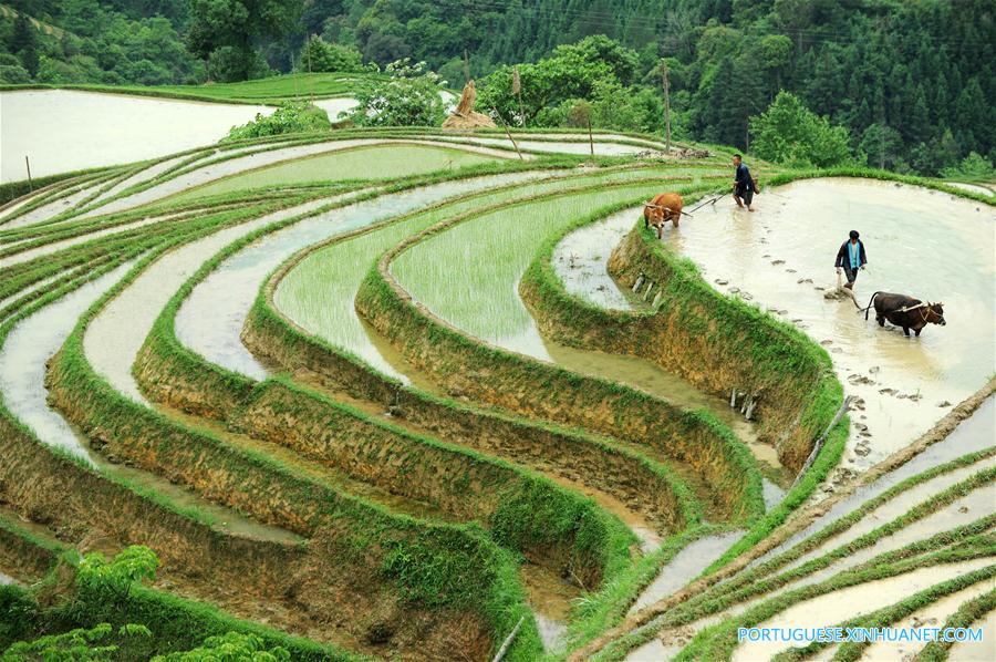 Alde?es do grupo étnico Miao trabalham em campos de terra?os em Guizhou