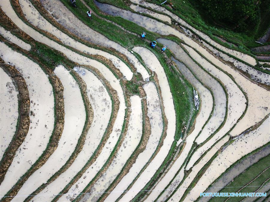 Alde?es do grupo étnico Miao trabalham em campos de terra?os em Guizhou