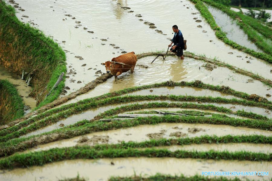 Alde?es do grupo étnico Miao trabalham em campos de terra?os em Guizhou