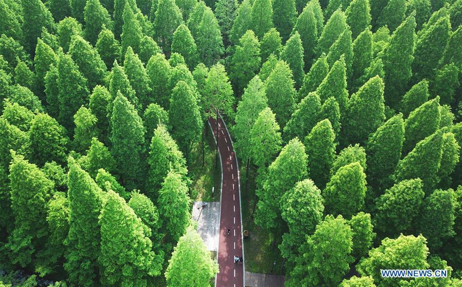 Galeria: Parque Florestal Nacional do Mar Amarelo em Jiangsu