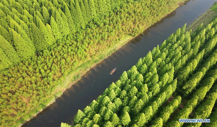 Galeria: Parque Florestal Nacional do Mar Amarelo em Jiangsu