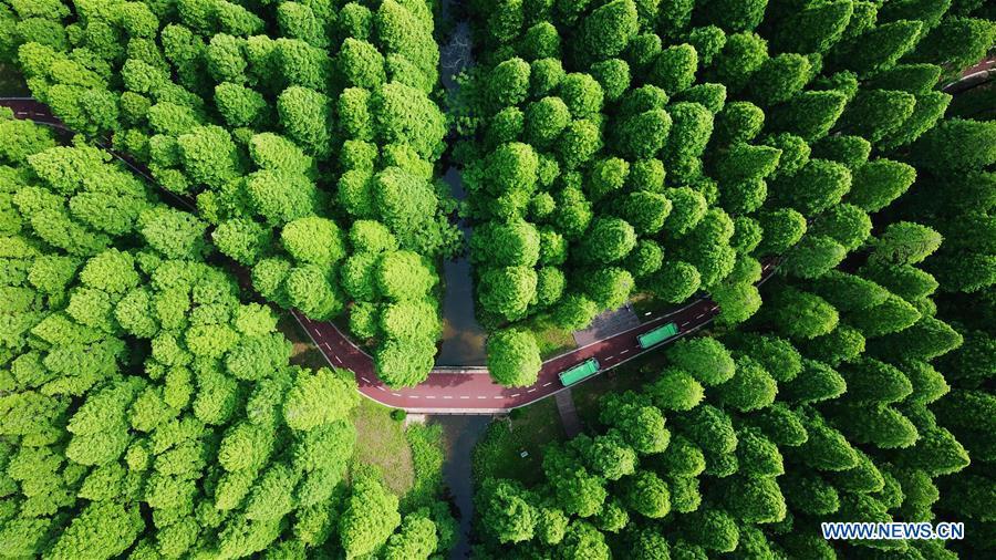 Galeria: Parque Florestal Nacional do Mar Amarelo em Jiangsu