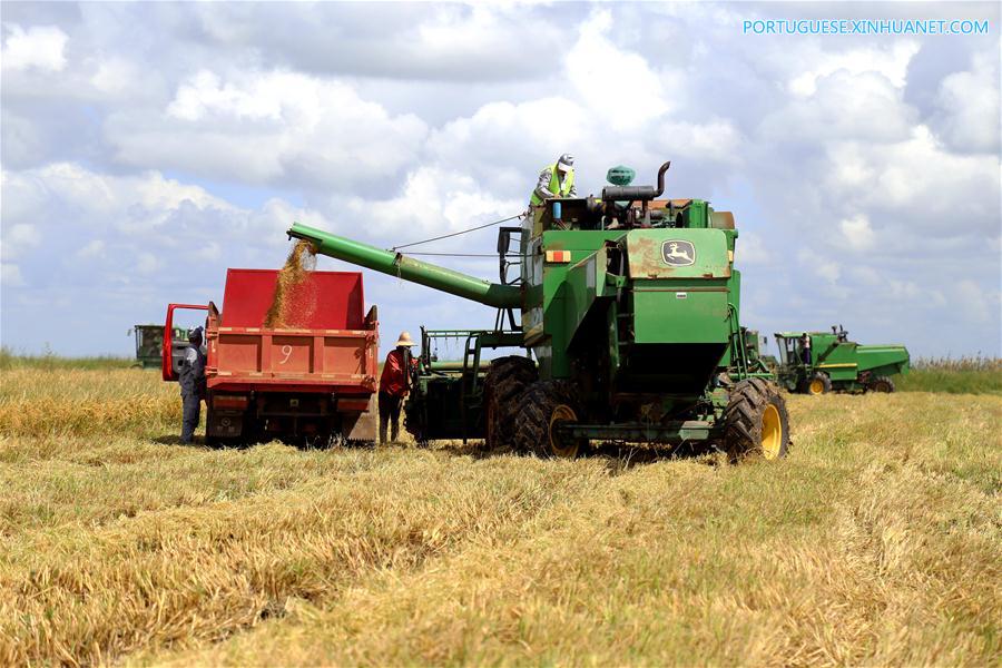 Fazenda de arroz chinesa traz agricultura moderna a Mo?ambique