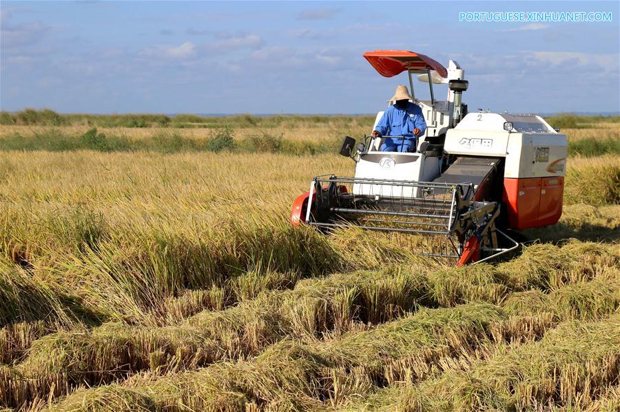 Fazenda de arroz chinesa traz agricultura moderna a Mo?ambique