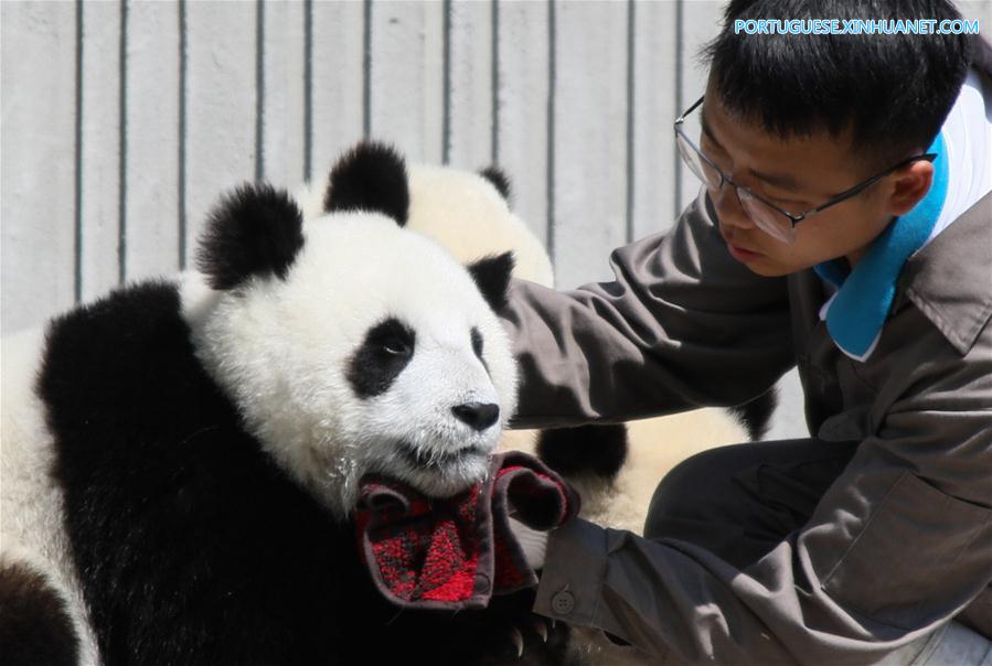 Base de prote??o de Shenshuping abriga mais de 50 pandas gigantes em Sichuan, sudoeste da China