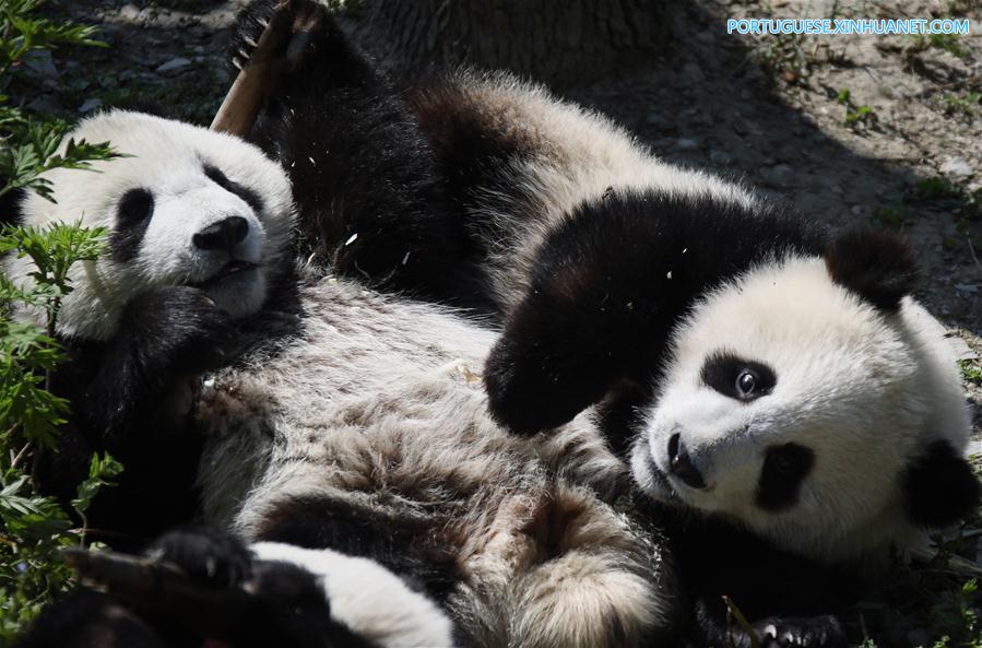Base de prote??o de Shenshuping abriga mais de 50 pandas gigantes em Sichuan, sudoeste da China