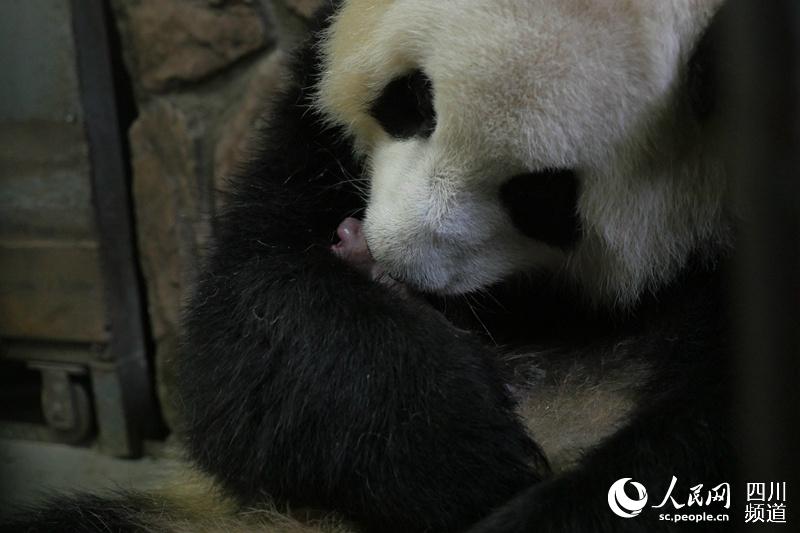 Nasce filhote de panda em Sichuan