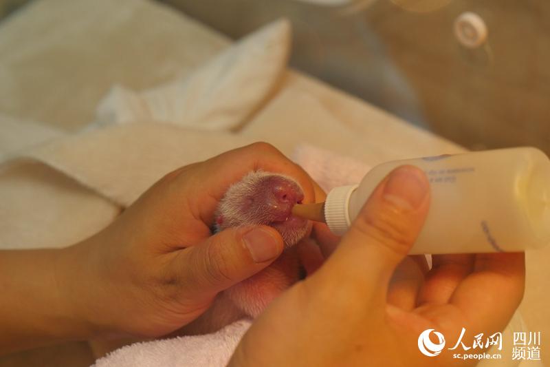 Nasce filhote de panda em Sichuan