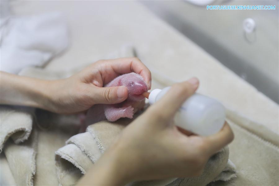Casal de filhotes de panda-gigante nasce no centro de cria??o de Chengdu