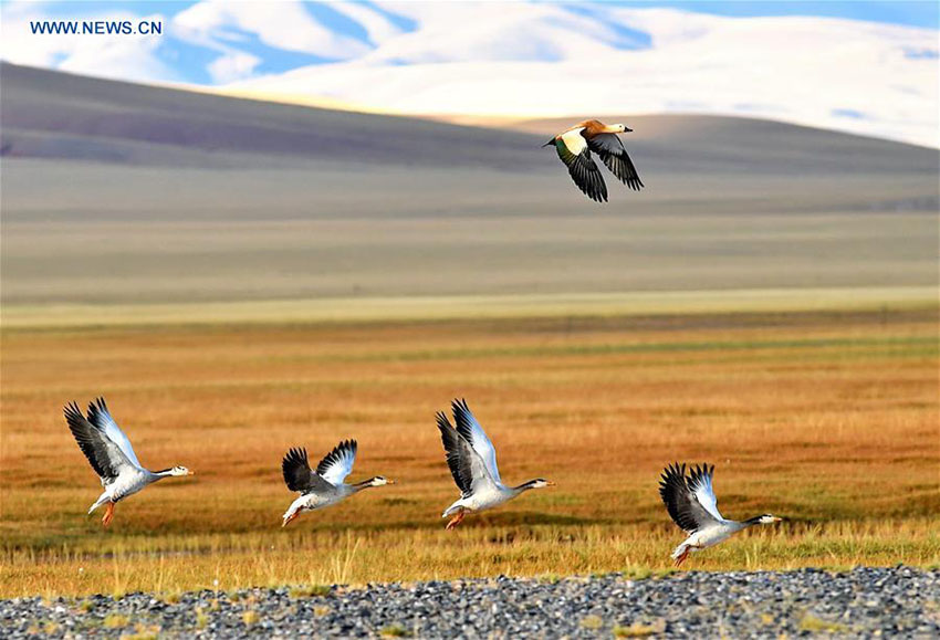 área de pantanos da China ocupa o 4o lugar no mundo