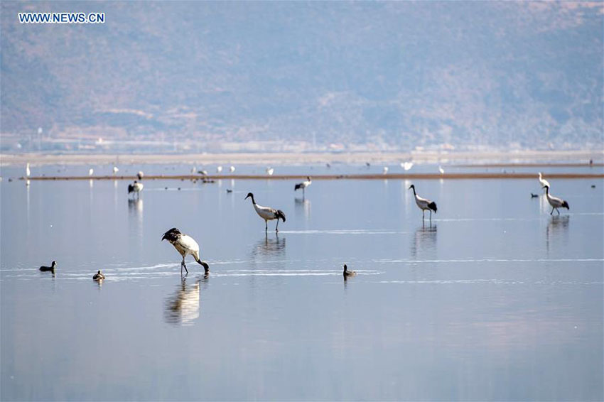 área de pantanos da China ocupa o 4o lugar no mundo