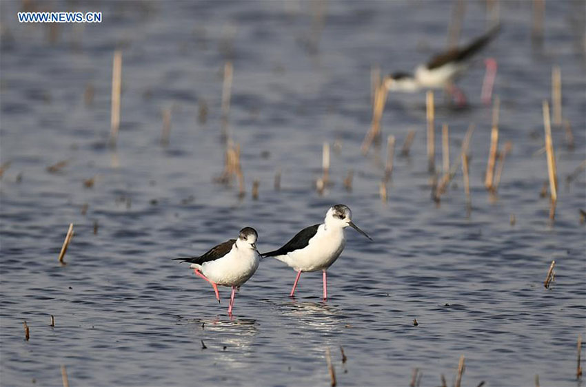 área de pantanos da China ocupa o 4o lugar no mundo