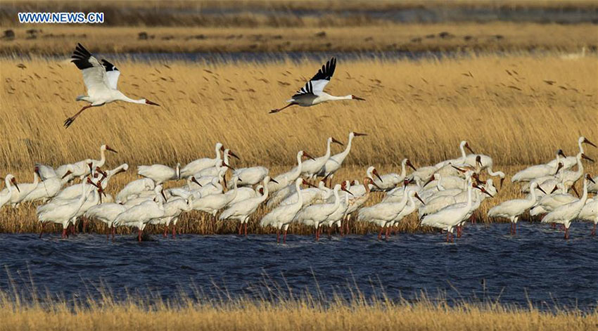 área de pantanos da China ocupa o 4o lugar no mundo