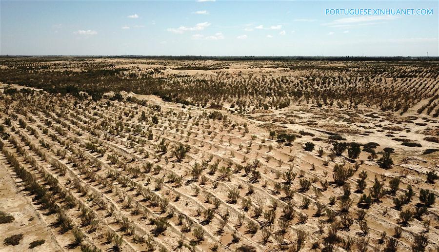 Estudantes africanos aprendem sobre combate à desertifica??o na China
